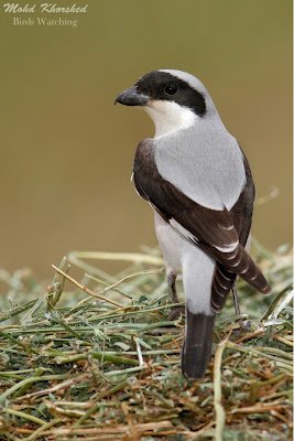 Cendet - Lesser Grey Shrike (Lanius minor) Kuwait 3